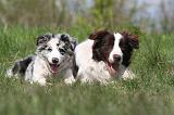 BORDER COLLIE 1498